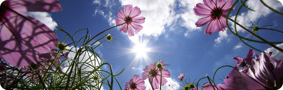 Sunny Side Up by alphageek@flickr